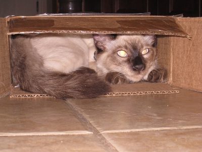 November 5 - Cat's can't resist boxes or sacks...